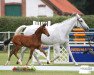 dressage horse Vianna Castella (Westphalian, 2016, from Voyageur 2)