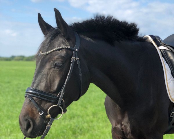 dressage horse Freitagsliebe (Rhinelander, 2018, from For Romance I)