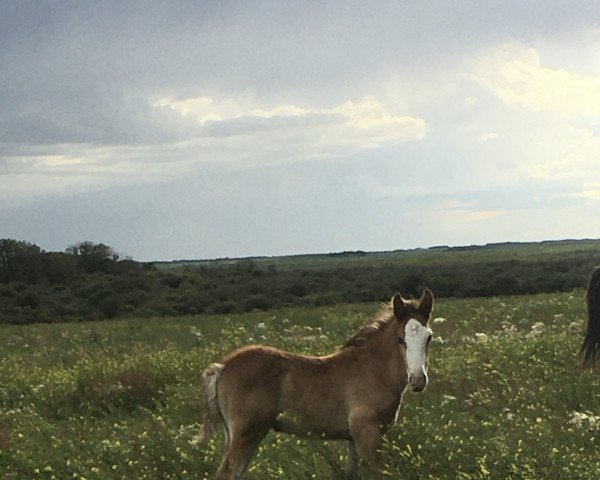 horse Hill Topper Bolt's Flash (Clydesdale, 2020, from Cedarlane Bolt)