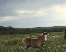 Pferd Hill Topper Bolt's Flash (Clydesdale, 2020, von Cedarlane Bolt)