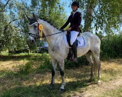 dressage horse Da Vinci 386 (Oldenburg, 2016, from Don Index)