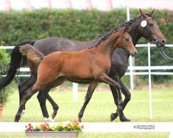 broodmare Schmuckstück D (Westphalian, 2016, from Sir Heinrich OLD)