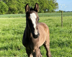 jumper Unsereiner vom Wilhelmshof (German Sport Horse, 2023, from Uno I)