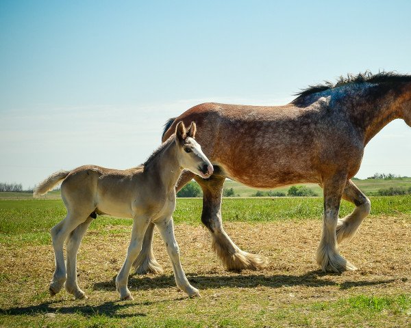 Zuchtstute Sagehill Diamond Pat (Clydesdale, 2008, von Hill Topper Blaze)