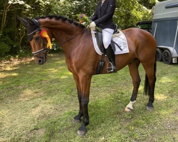 dressage horse D'accor P (Mecklenburg, 2009, from Diamonit I)