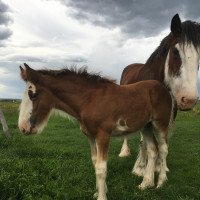 Pferd Hill Topper Harrison's Sheldon (Clydesdale, 2020, von 2S Above's Prince Harrison)