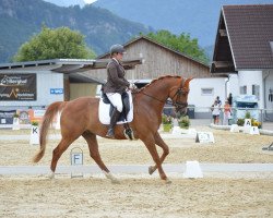 dressage horse Ferrero Küsschen K (Württemberger, 2012, from Fleiner)