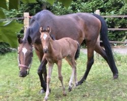 broodmare Weltschöne (Württemberger, 2003, from Weltpoet)