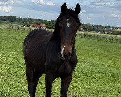 dressage horse Felino 22 (Westphalian, 2022, from Blue Hors Farrell)