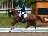 dressage horse Quivive 12 (German Sport Horse, 2008, from Quaterback)