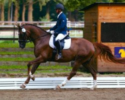 dressage horse Quivive 12 (German Sport Horse, 2008, from Quaterback)