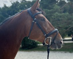 jumper Phiodora Rm (Oldenburg show jumper, 2015, from Hold Up Premier)