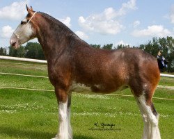 Zuchtstute Willow Way Nova (Clydesdale, 2013, von Deighton Zoom)