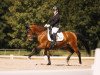 dressage horse Damon Moonlight (German Riding Pony, 2008, from FS Don't Worry)