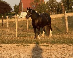 Pferd Sina (Tinker / Irish Cob / Gypsy Vanner, 2009)