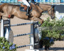 jumper Dinero de Laubry (Belgian Warmblood, 2003, from Nabab de Rêve)