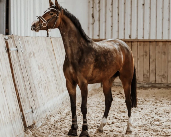dressage horse Zoonira (Westphalian, 2019, from Zoom)