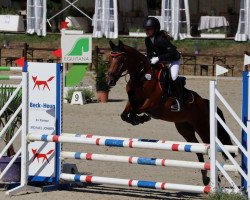 jumper Shadow 758 (New Forest Pony, 2011, from Holthausen Frodo II)