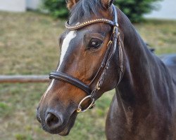 Springpferd Calahari E (Holsteiner, 2017, von Contados)