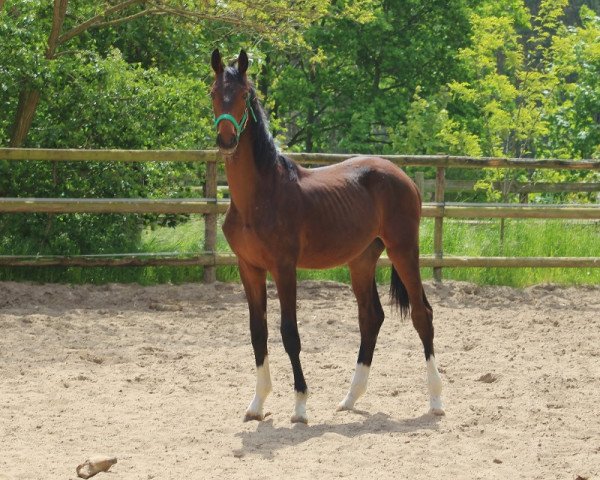 dressage horse Valdi (Oldenburg, 2022, from Valdiviani)