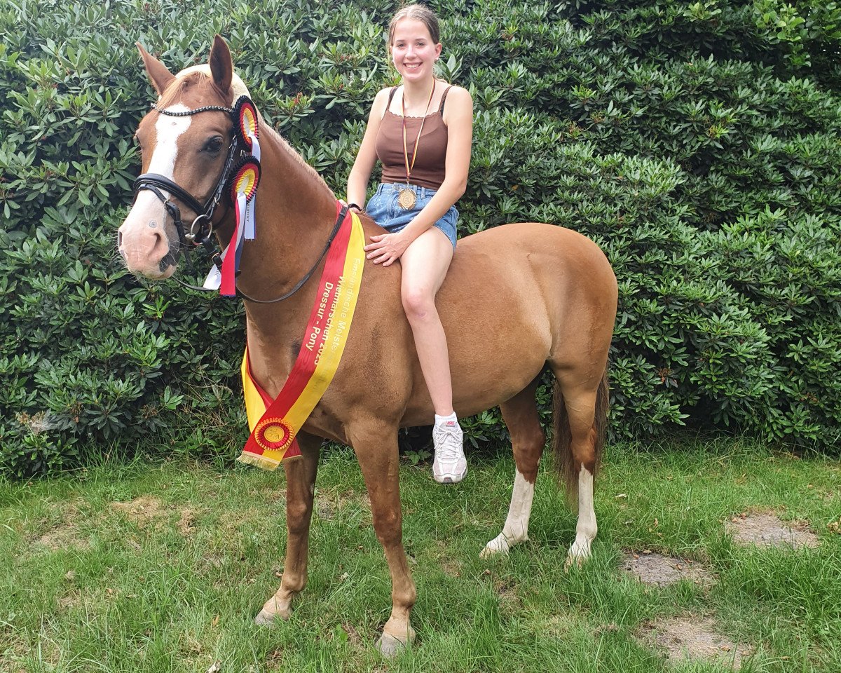 dressage horse Drei D Heartbreaker (German Riding Pony, 2014, from Dreidimensional AT NRW)