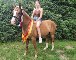 dressage horse Drei D Heartbreaker (Deutsches Reitpony, 2014, from Dreidimensional AT NRW)