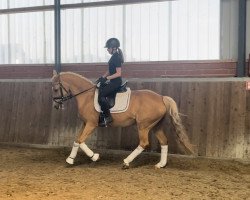 dressage horse Arts-Dolina (German Riding Pony, 2010, from Arts-Dancer-Boy)