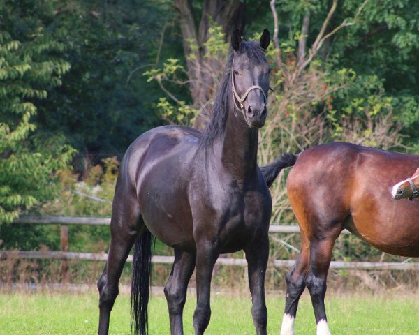 broodmare Fräulein Jaqueline (Oldenburg, 2017, from Fürst Heinrich)