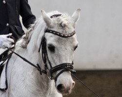 dressage horse Peter Pan 126 (unknown, 1993)