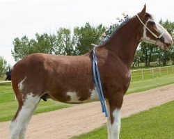 stallion Willow Way Oxford (Clydesdale, 2014, from Deighton Zoom)