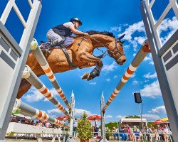 jumper Skyfall W (Hanoverian, 2013, from Stolzenberg)