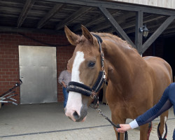 dressage horse Zauberlehrling 16 (Westphalian, 2019, from Zoom 8)