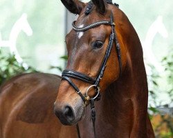 dressage horse Spartacus V (Hanoverian, 2019, from Spökenkieker V)