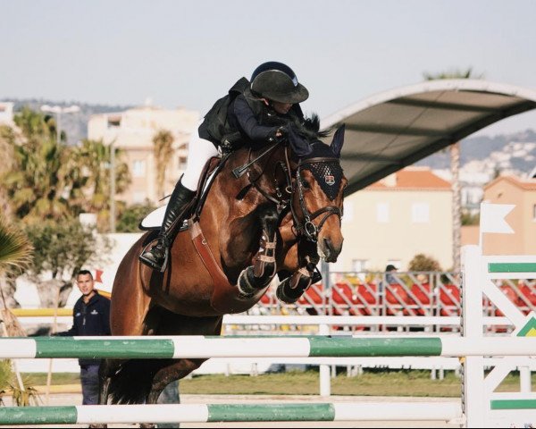 Springpferd Capich (Dänisches Warmblut, 2008, von Casall)