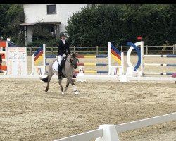 dressage horse Addo 5 (Tarpan, 2009, from Alessio)