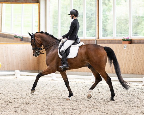 dressage horse Vince 18 (Oldenburg, 2014, from Blue Hors Veneziano)