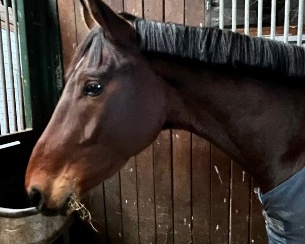 dressage horse Bassiano (Hanoverian, 2019, from Borsalino)