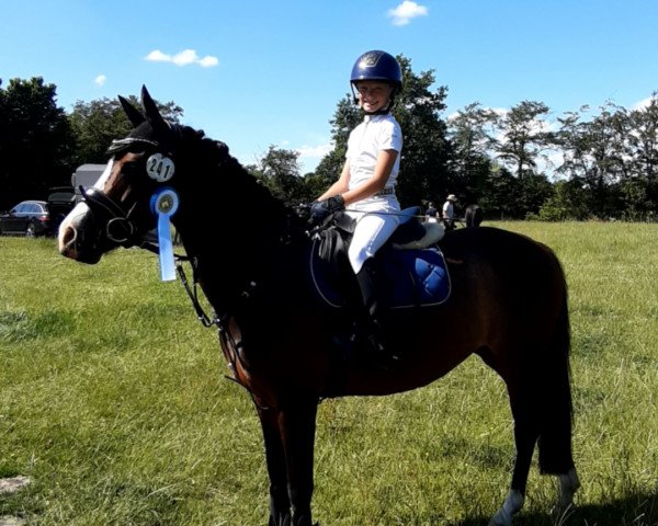 jumper Minnie Mouse 7 (German Riding Pony, 2018, from Niskalla)