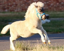 Pferd Coolstep Littlefoot (Dt.Part-bred Shetland Pony, 2022, von BuPr Coolstep Lloyd)