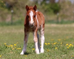 Pferd Coolstep Charlie Chaplin (Shetland Pony, 2022, von Charmeur van Willem's Hof)