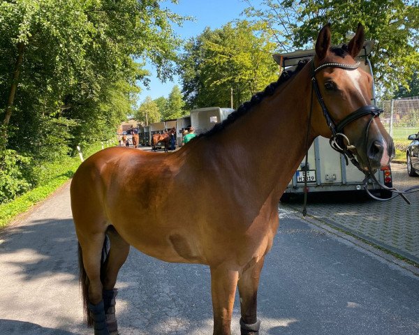 dressage horse O'Malley 11 (KWPN (Royal Dutch Sporthorse), 2019, from Wedgwood)