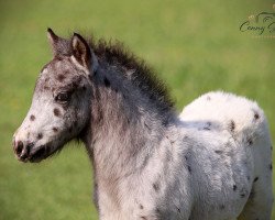 horse Coolstep Löwenherz (Dt.Part-bred Shetland pony, 2022, from BuPr Coolstep Lloyd)