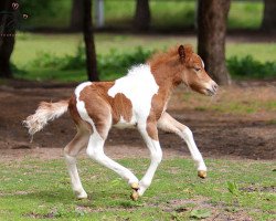 Pferd Coolstep Legolas (Dt.Part-bred Shetland Pony, 2022, von BuPr Coolstep Lloyd)