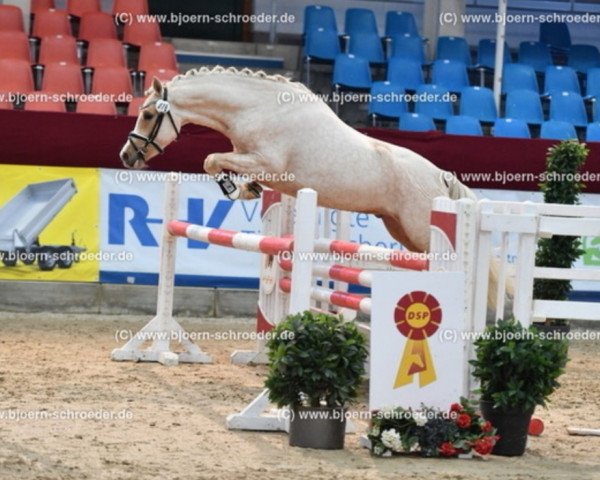 Dressurpferd Neymar (Deutsches Reitpony, 2018, von Heidbergs Nancho Nova)