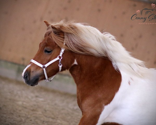 Zuchtstute StPrSt FN-LSt Coolstep Merida (Shetland Pony, 2020, von Charmeur van Willem's Hof)