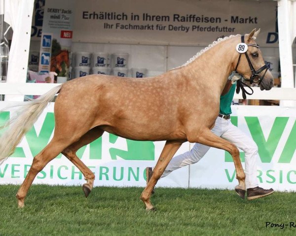 Zuchtstute Das Schneewittchen (Deutsches Reitpony, 2010, von Top Dubidu)