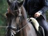 dressage horse Hidalgo 185 (Hanoverian, 2009, from Hochadel)