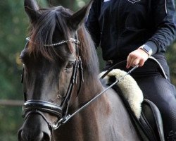 dressage horse Hidalgo 185 (Hanoverian, 2009, from Hochadel)