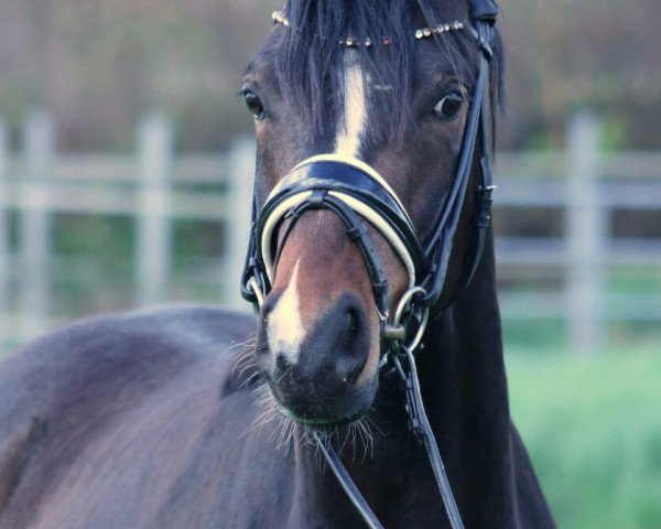 dressage horse Nixda (German Riding Pony, 2015, from Tackmann's Nougatherz)