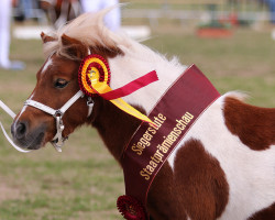 Zuchtstute StPrSt Pr*** FN-LSt Coolstep Ramea (Shetland Pony, 2019, von Ambitie van de Zandkamp)